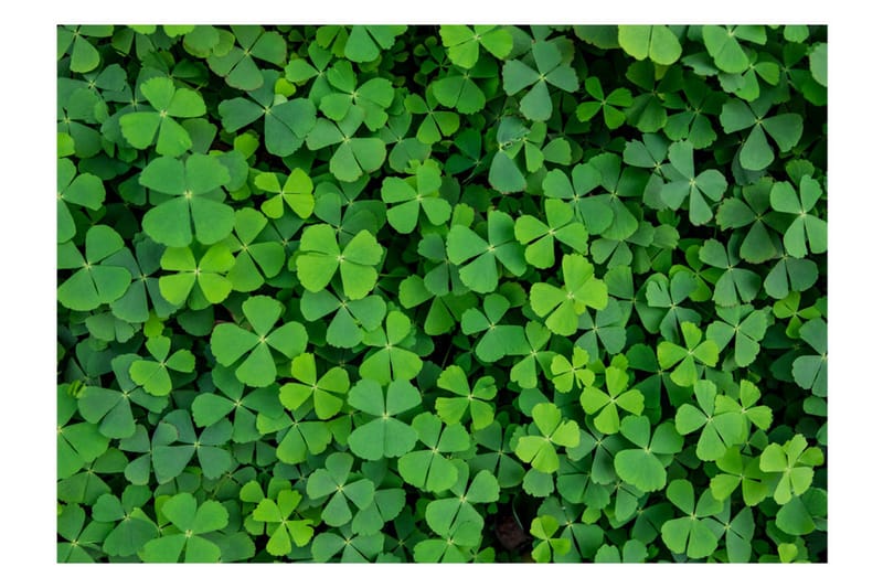 Fototapet Green Clover 200x140 - Artgeist sp. z o. o. - Inredning - Väggdekor - Tapet & tapettillbehör - Fototapet