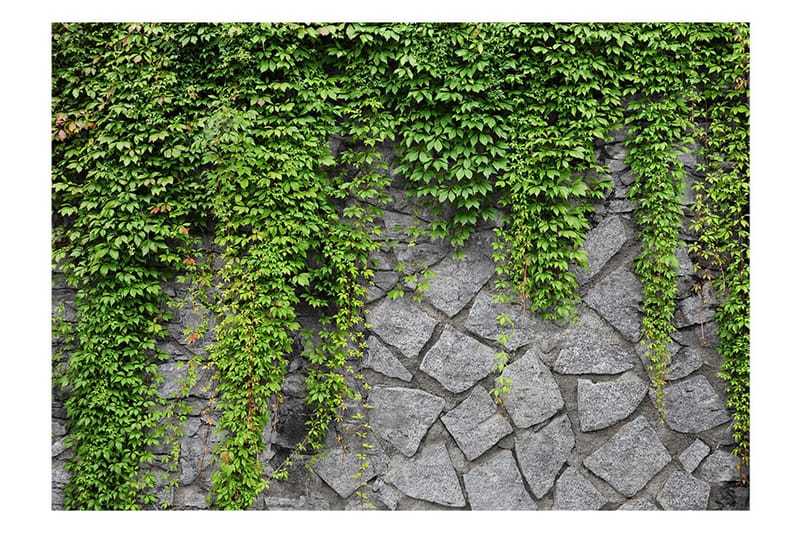 Fototapet Green Wall 350x245 - Artgeist sp. z o. o. - Inredning - Väggdekor - Tapet & tapettillbehör - Fototapet