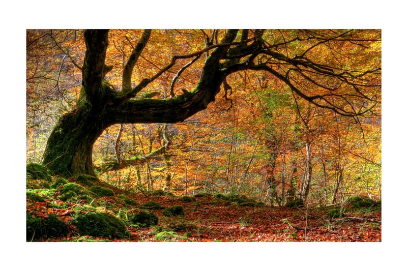 Fototapet Höst Skog Och Löv 450x270 - Artgeist sp. z o. o. - Inredning - Väggdekor - Tapet & tapettillbehör - Fototapet