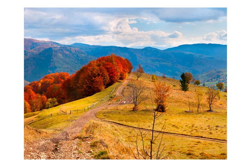 Fototapet Hösten Landskap I Karpaterna 250x193 - Artgeist sp. z o. o. - Inredning - Väggdekor - Tapet & tapettillbehör - Fototapet