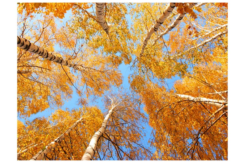 Fototapet Höstlig Trädtopparna 200x154, Artgeist sp. z o. o.