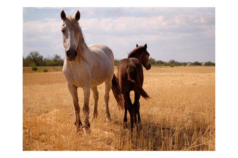 Fototapet Horse And Foal 350x270 - Artgeist sp. z o. o. - Inredning - Väggdekor - Tapet & tapettillbehör - Fototapet