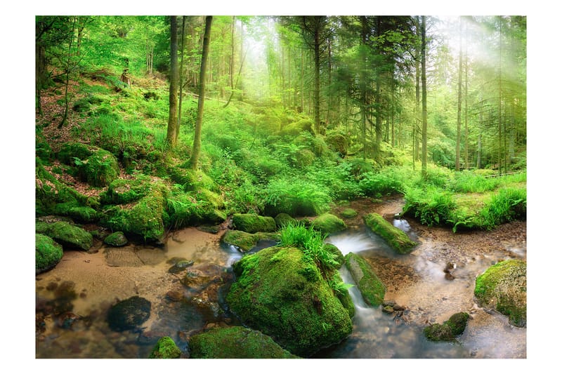 Fototapet Humid Forest 300x210 - Artgeist sp. z o. o. - Inredning - Väggdekor - Tapet & tapettillbehör - Fototapet