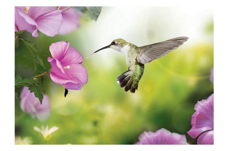 Fototapet Humming-Bird 400x280 - Artgeist sp. z o. o. - Inredning - Väggdekor - Tapet & tapettillbehör - Fototapet