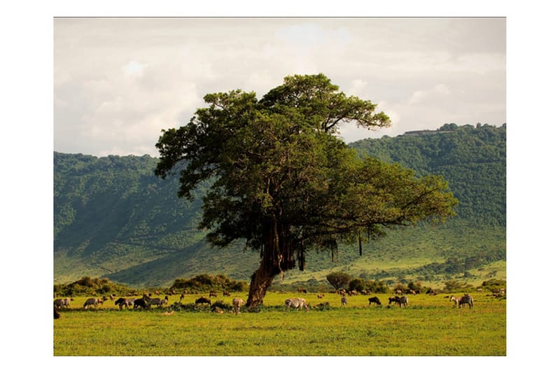 Fototapet In A Crater Of Ngoro Ngoro 300x231 - Artgeist sp. z o. o. - Inredning - Väggdekor - Tapet & tapettillbehör - Fototapet