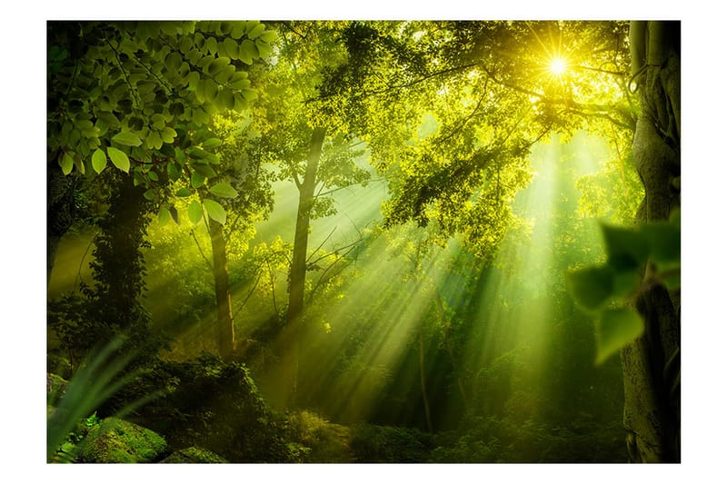 Fototapet In A Secret Forest 150x105 - Artgeist sp. z o. o. - Inredning - Väggdekor - Tapet & tapettillbehör - Fototapet