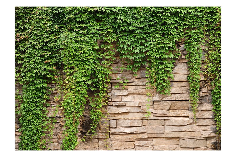 Fototapet Ivy Wall 250x175 - Artgeist sp. z o. o. - Inredning - Väggdekor - Tapet & tapettillbehör - Fototapet