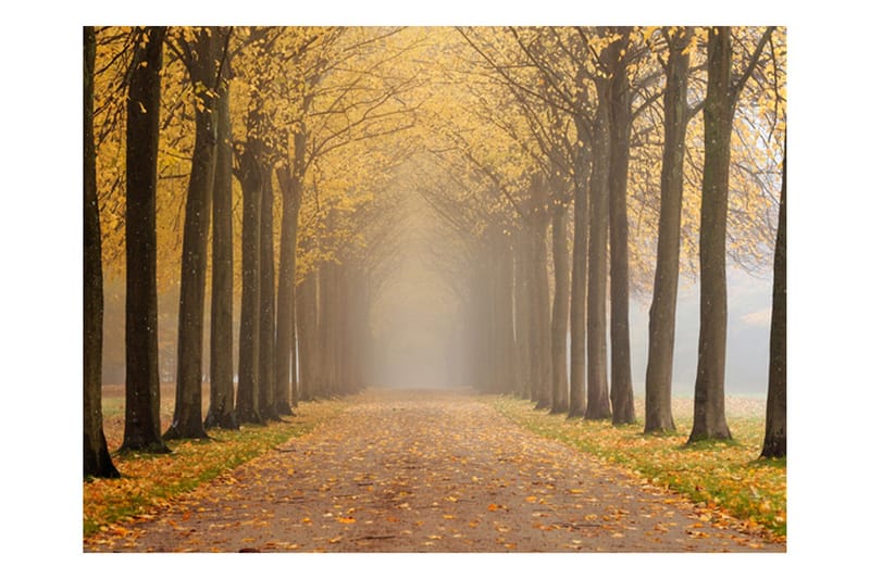 Fototapet Journey To The Unknown 200x154, Artgeist sp. z o. o.