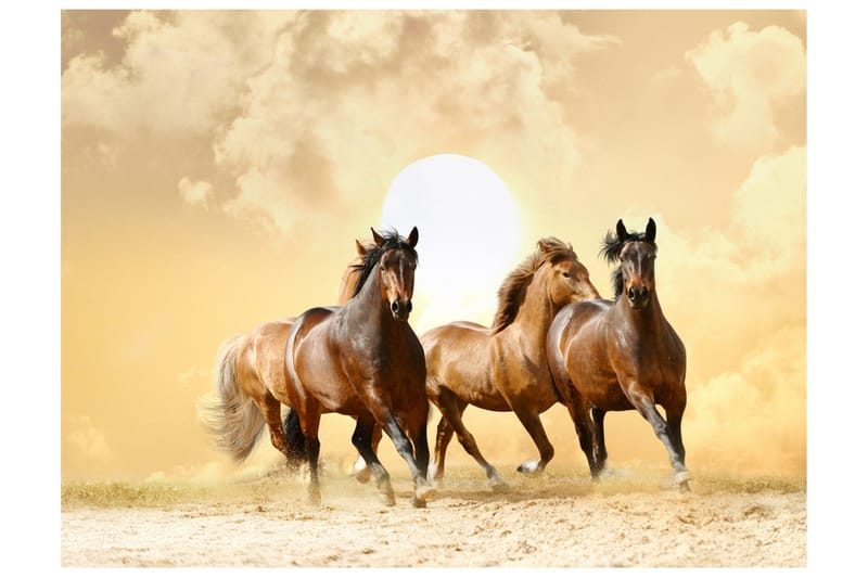 Fototapet Köra Häst 350x270, Artgeist sp. z o. o.