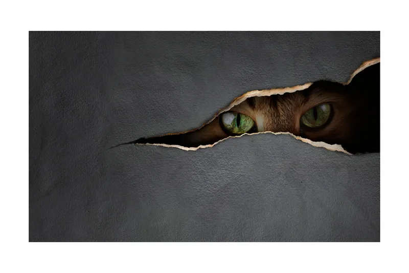 Fototapet Kattens Blick 450x270 - Artgeist sp. z o. o. - Inredning - Väggdekor - Tapet & tapettillbehör - Fototapet