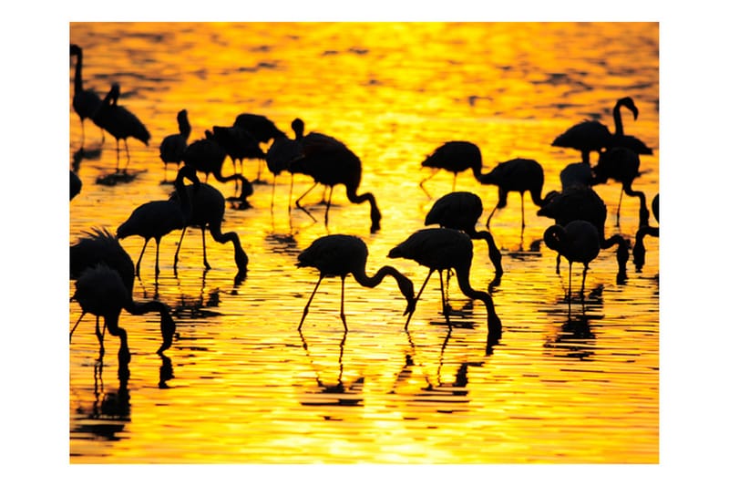 Fototapet Kenya Flamingor Vid Sjön Nakuru 350x270 - Artgeist sp. z o. o. - Inredning - Väggdekor - Tapet & tapettillbehör - Fototapet