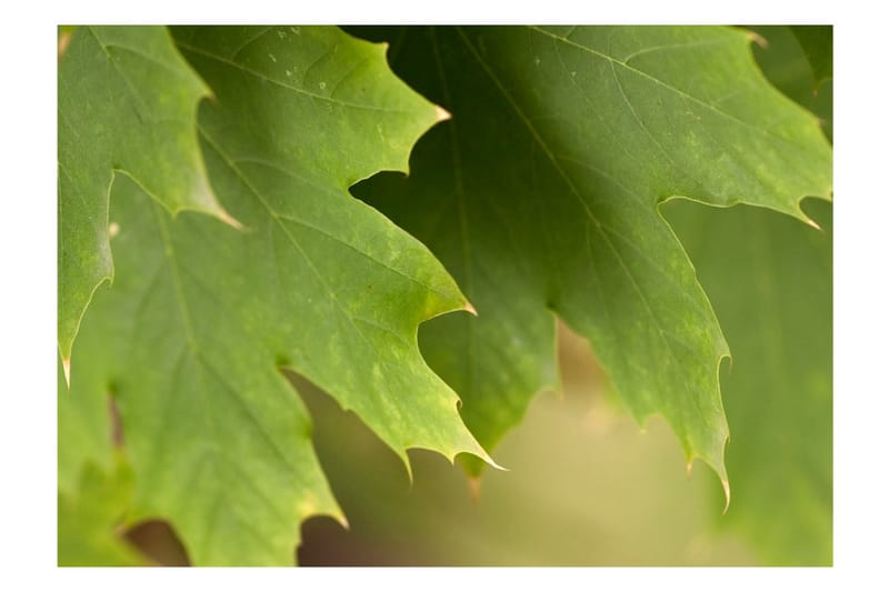 Fototapet Leaves 200x154 - Artgeist sp. z o. o. - Inredning - Väggdekor - Tapet & tapettillbehör - Fototapet