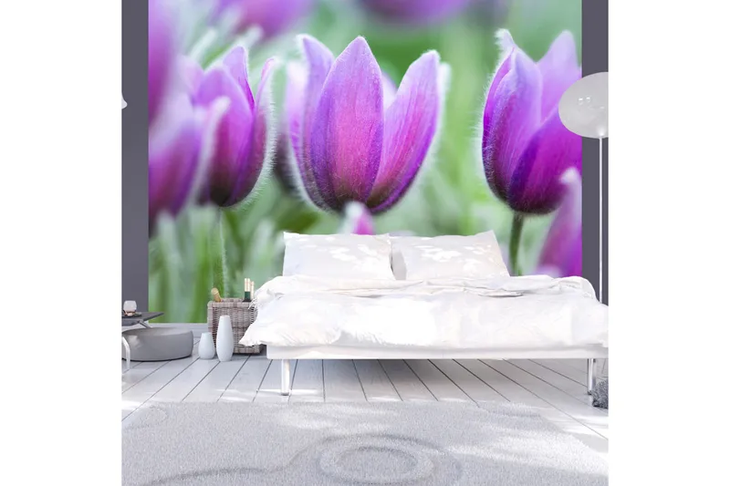 Fototapet Lila Våren Tulpaner 250x193, Artgeist sp. z o. o.