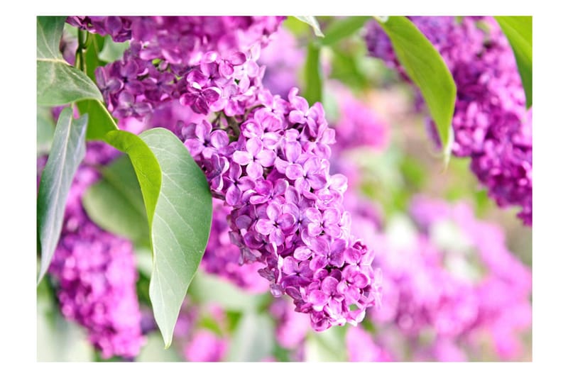Fototapet Lilac Flowers 250x175 - Artgeist sp. z o. o. - Inredning - Väggdekor - Tapet & tapettillbehör - Fototapet