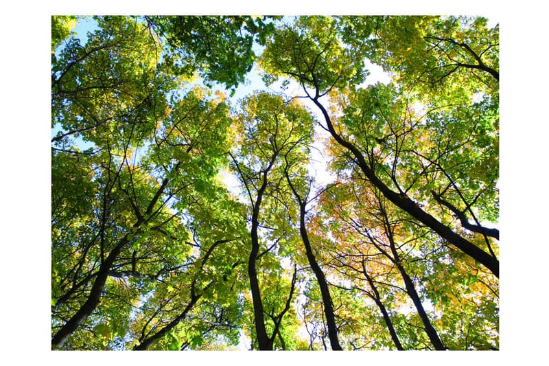 Fototapet Looking Up At The Trees 350x270 - Artgeist sp. z o. o. - Inredning - Väggdekor - Tapet & tapettillbehör - Fototapet