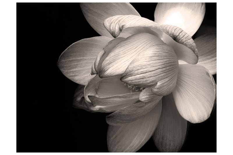 Fototapet Lotus Flower 350x270 - Artgeist sp. z o. o. - Inredning - Väggdekor - Tapet & tapettillbehör - Fototapet