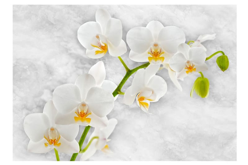 Fototapet Lyrical Orchid White 200x140 - Artgeist sp. z o. o. - Fototapet