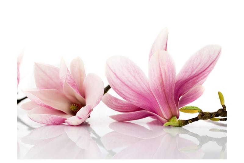Fototapet Magnolia Blomma 200x154 - Artgeist sp. z o. o. - Inredning - Väggdekor - Tapet & tapettillbehör - Fototapet
