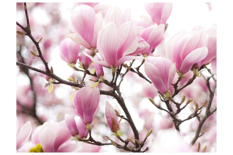 Fototapet Magnolia Bloosom 250x193 - Artgeist sp. z o. o. - Inredning - Väggdekor - Tapet & tapettillbehör - Fototapet