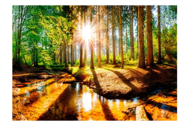 Fototapet Marvelous Forest 150x105 - Artgeist sp. z o. o. - Inredning - Väggdekor - Tapet & tapettillbehör - Fototapet