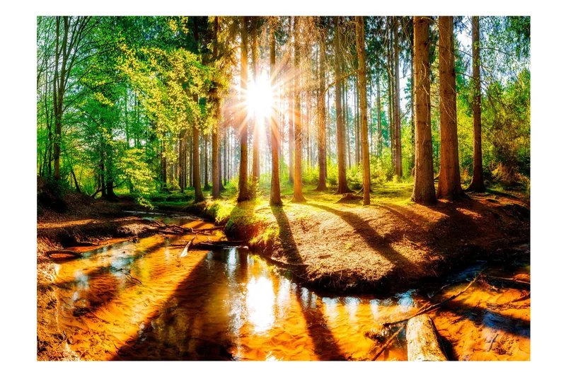 Fototapet Marvelous Forest 350x245 - Artgeist sp. z o. o. - Inredning - Väggdekor - Tapet & tapettillbehör - Fototapet