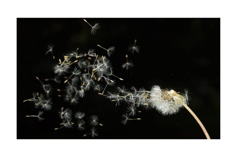 Fototapet Maskros Frön Transporteras Med Vinden 450x270 - Artgeist sp. z o. o. - Inredning - Väggdekor - Tapet & tapettillbehör - Fototapet