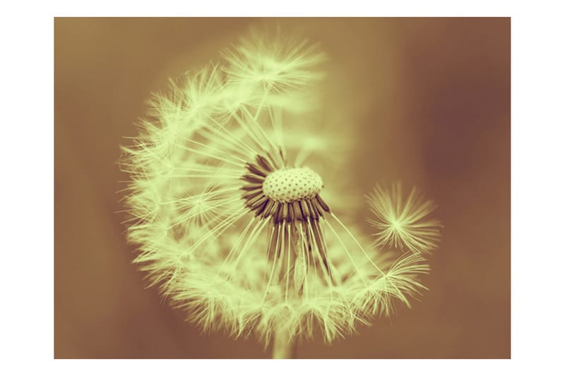 Fototapet Maskros Sepia 350x270 - Artgeist sp. z o. o. - Inredning - Väggdekor - Tapet & tapettillbehör - Fototapet