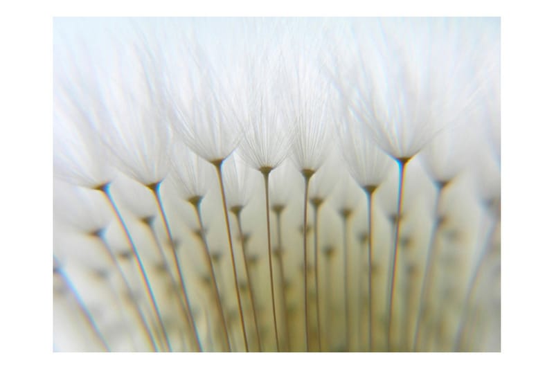 Fototapet Maskros Skog 300x231 - Artgeist sp. z o. o. - Inredning - Väggdekor - Tapet & tapettillbehör - Fototapet