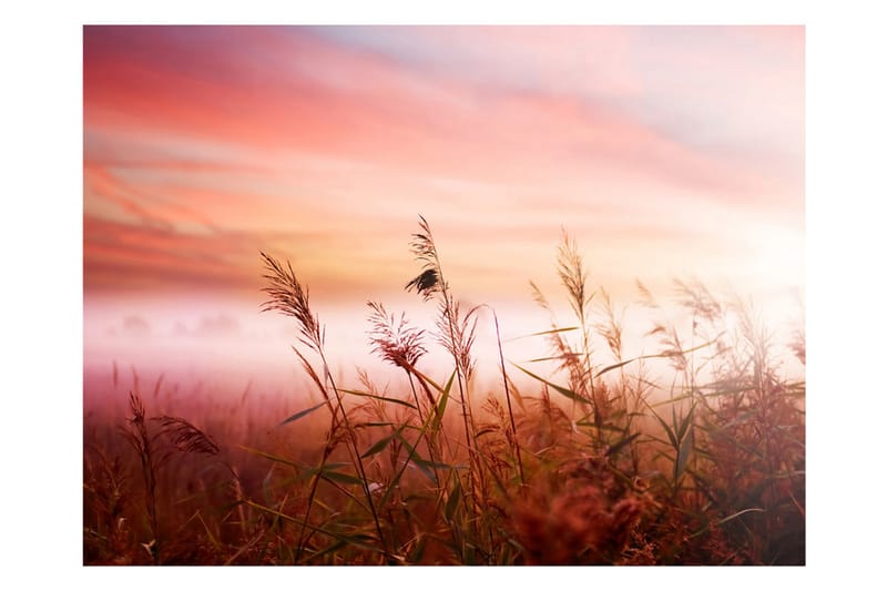 Fototapet Morgon Äng 300x231 - Artgeist sp. z o. o. - Inredning - Väggdekor - Tapet & tapettillbehör - Fototapet