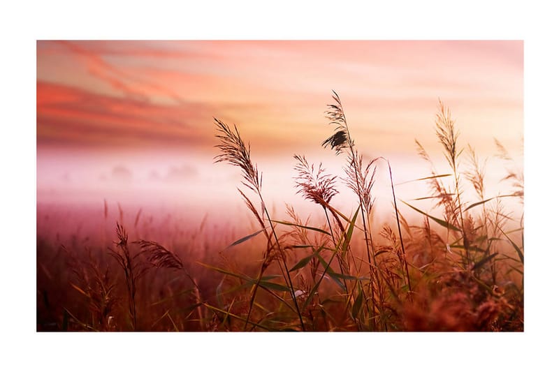 Fototapet Morgon Äng 450x270 - Artgeist sp. z o. o. - Inredning - Väggdekor - Tapet & tapettillbehör - Fototapet