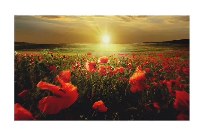 Fototapet Morgon På Vallmo Äng 450x270 - Artgeist sp. z o. o. - Inredning - Väggdekor - Tapet & tapettillbehör - Fototapet