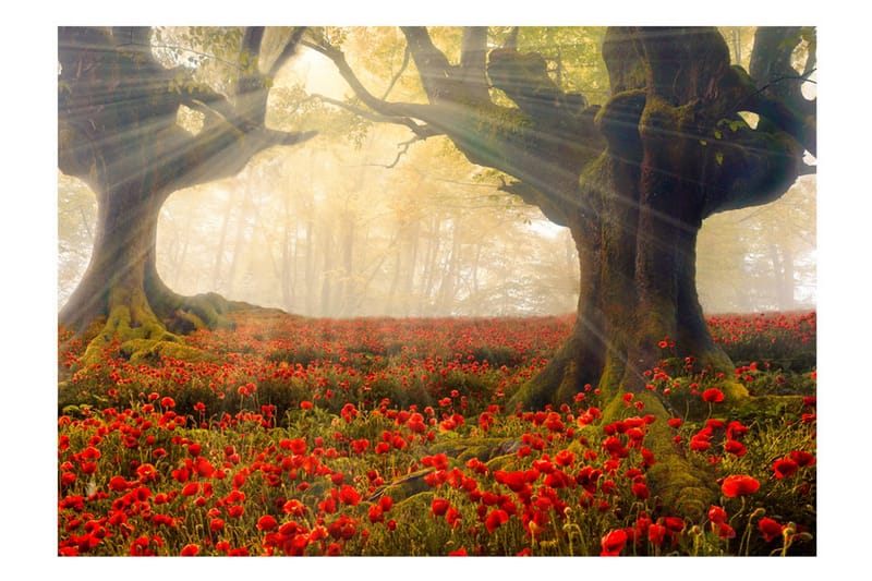 Fototapet Morning Among Poppies 300x210 - Artgeist sp. z o. o. - Inredning - Väggdekor - Tapet & tapettillbehör - Fototapet