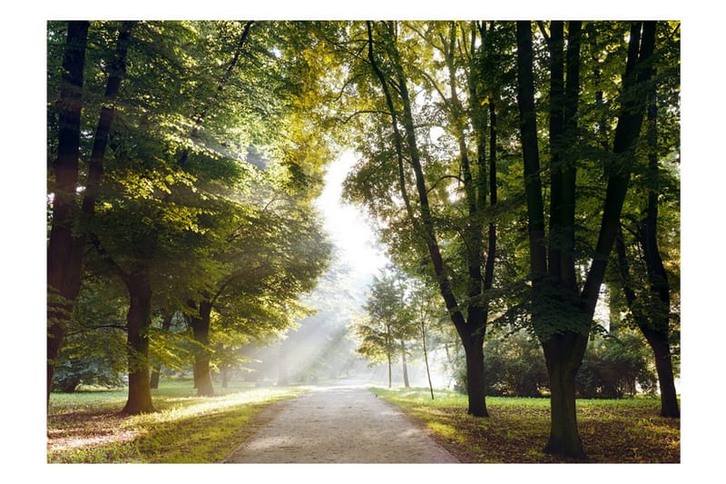 Fototapet Morning Walk 300x210 - Artgeist sp. z o. o. - Inredning - Väggdekor - Tapet & tapettillbehör - Fototapet