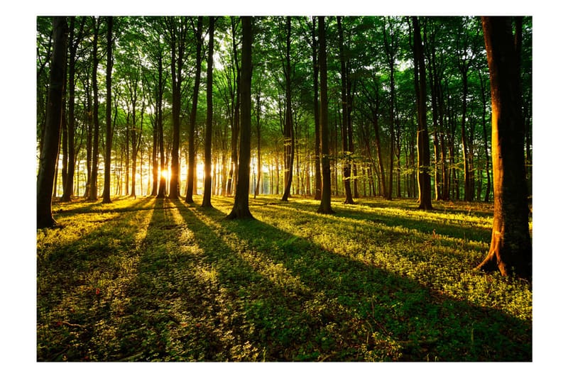 Fototapet Mystical Morning 400x280 - Artgeist sp. z o. o. - Inredning - Väggdekor - Tapet & tapettillbehör - Fototapet