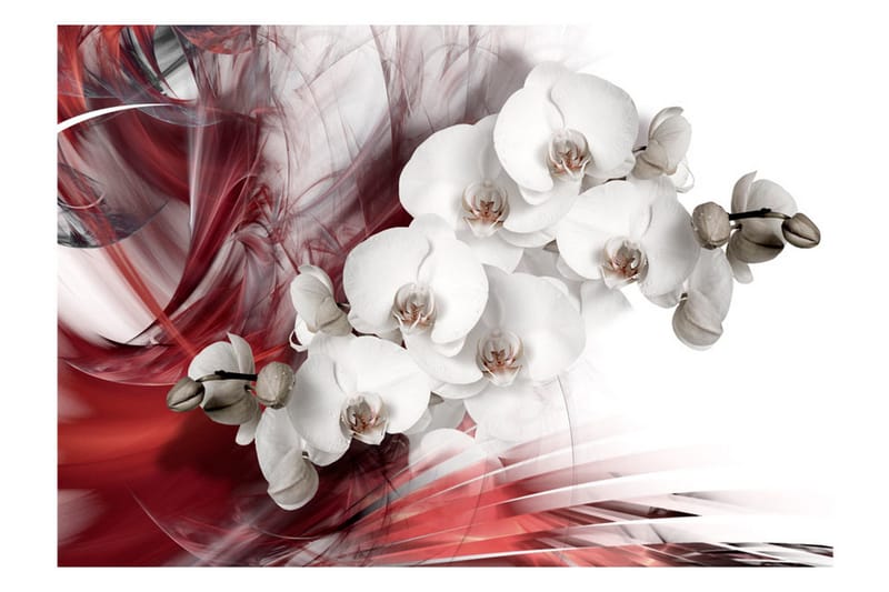 Fototapet Orchid In Red 250x175 - Artgeist sp. z o. o. - Inredning - Väggdekor - Tapet & tapettillbehör - Fototapet