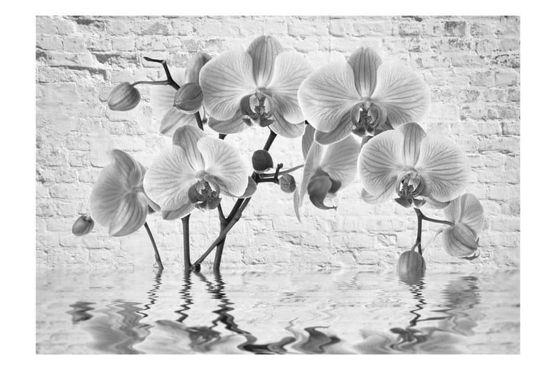 Fototapet Orchid In Shades Of Gray 150x105 - Artgeist sp. z o. o. - Inredning - Väggdekor - Tapet & tapettillbehör - Fototapet