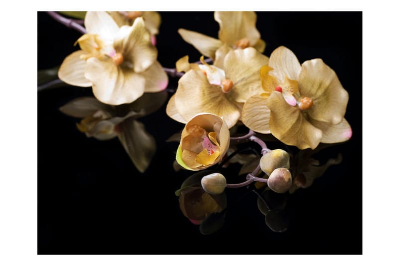 Fototapet Orchids In Ecru Color 200x154 - Artgeist sp. z o. o. - Fototapet