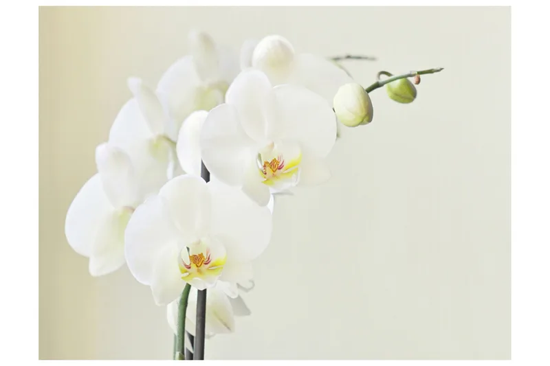 Fototapet Orchidwhite 250x193 - Artgeist sp. z o. o. - Inredning - Väggdekor - Tapet & tapettillbehör - Fototapet