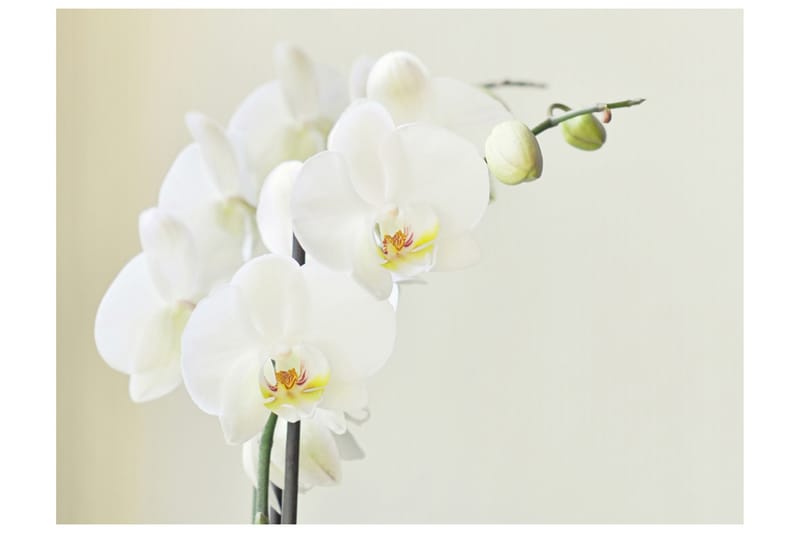 Fototapet Orchidwhite 300x231 - Artgeist sp. z o. o. - Inredning - Väggdekor - Tapet & tapettillbehör - Fototapet