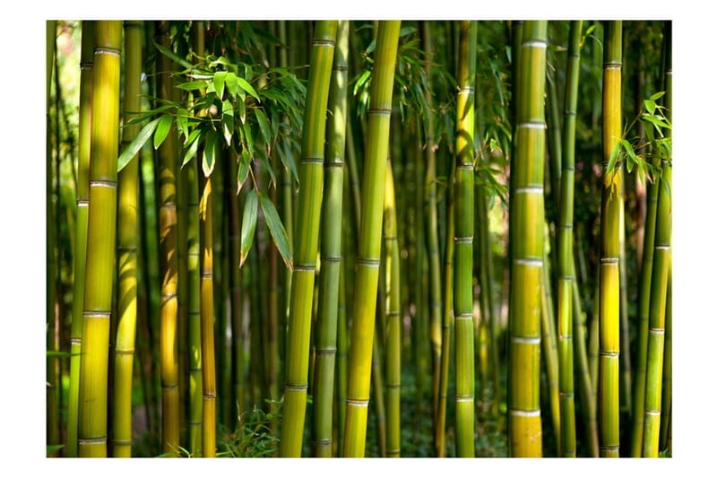 Fototapet Oriental Garden 400x280 - Artgeist sp. z o. o. - Inredning - Väggdekor - Tapet & tapettillbehör - Fototapet