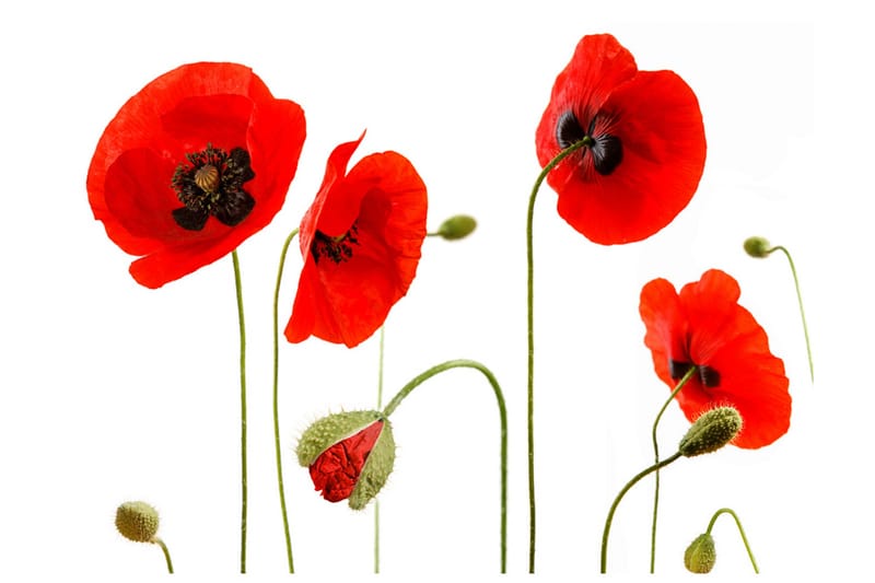 Fototapet Röda Vallmor Sommartid Reminiscens 400x309 - Artgeist sp. z o. o. - Inredning - Väggdekor - Tapet & tapettillbehör - Fototapet