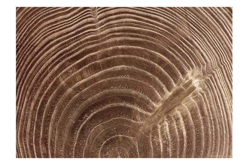 Fototapet Raw Tree 350x245 - Artgeist sp. z o. o. - Inredning - Väggdekor - Tapet & tapettillbehör - Fototapet