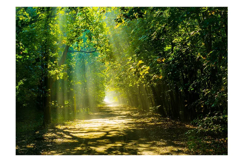 Fototapet Road In Sunlight 150x105, Artgeist sp. z o. o.