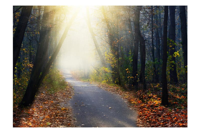 Fototapet Road Through The Forest 250x175 - Artgeist sp. z o. o. - Inredning - Väggdekor - Tapet & tapettillbehör - Fototapet