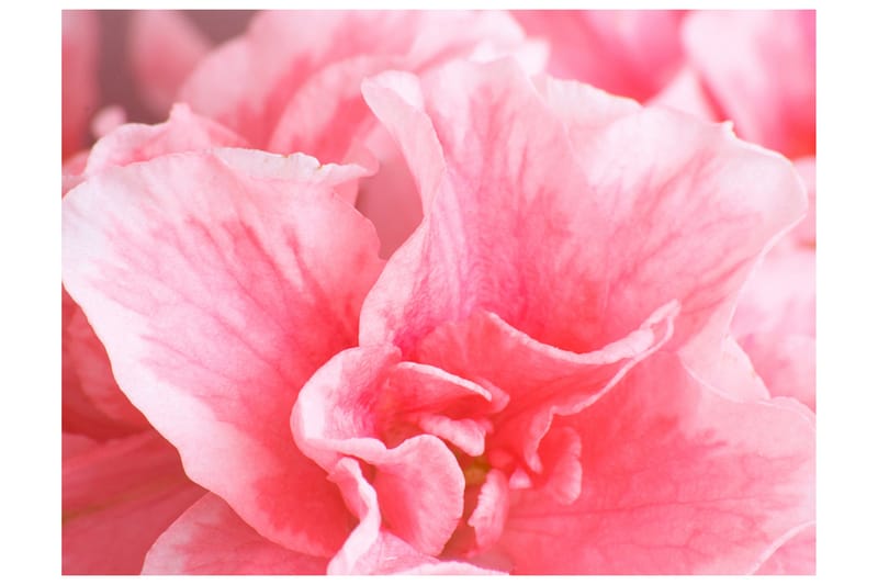 Fototapet Rosa Azalea Blommor 350x270, Artgeist sp. z o. o.