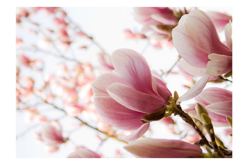 Fototapet Rosa Magnolia 400x309 - Artgeist sp. z o. o. - Inredning - Väggdekor - Tapet & tapettillbehör - Fototapet