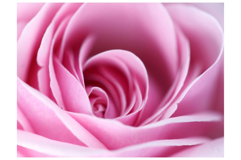 Fototapet Rosa Ros 400x309 - Artgeist sp. z o. o. - Inredning - Väggdekor - Tapet & tapettillbehör - Fototapet