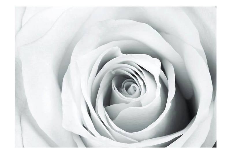 Fototapet Rose Charade 300x210 - Artgeist sp. z o. o. - Inredning - Väggdekor - Tapet & tapettillbehör - Fototapet