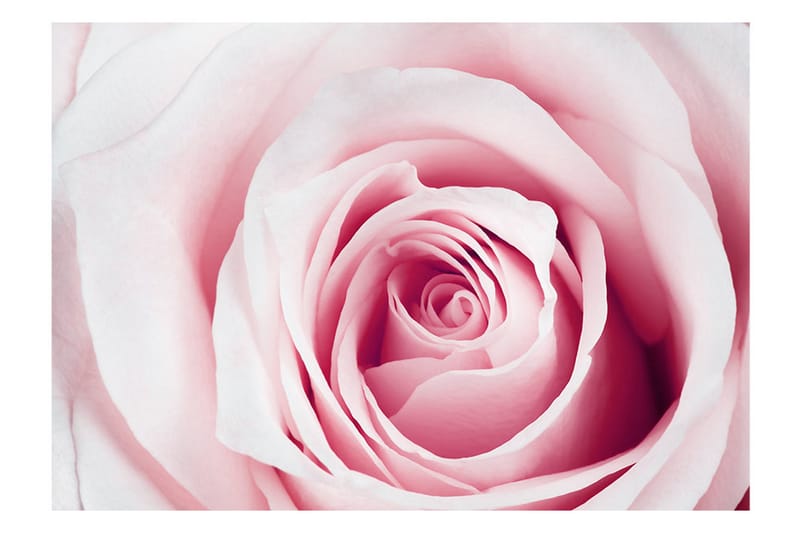 Fototapet Rose Maze 350x245 - Artgeist sp. z o. o. - Inredning - Väggdekor - Tapet & tapettillbehör - Fototapet