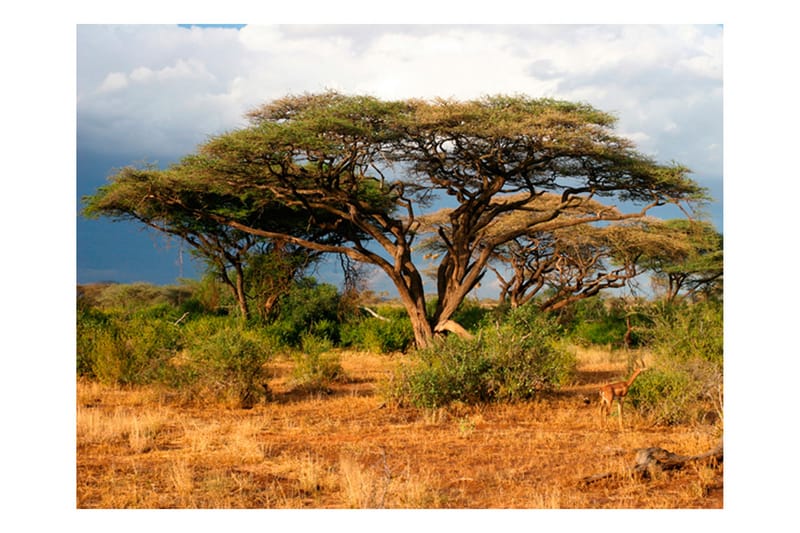 Fototapet Samburu National Reserve Kenya 200x154 - Artgeist sp. z o. o. - Fototapet